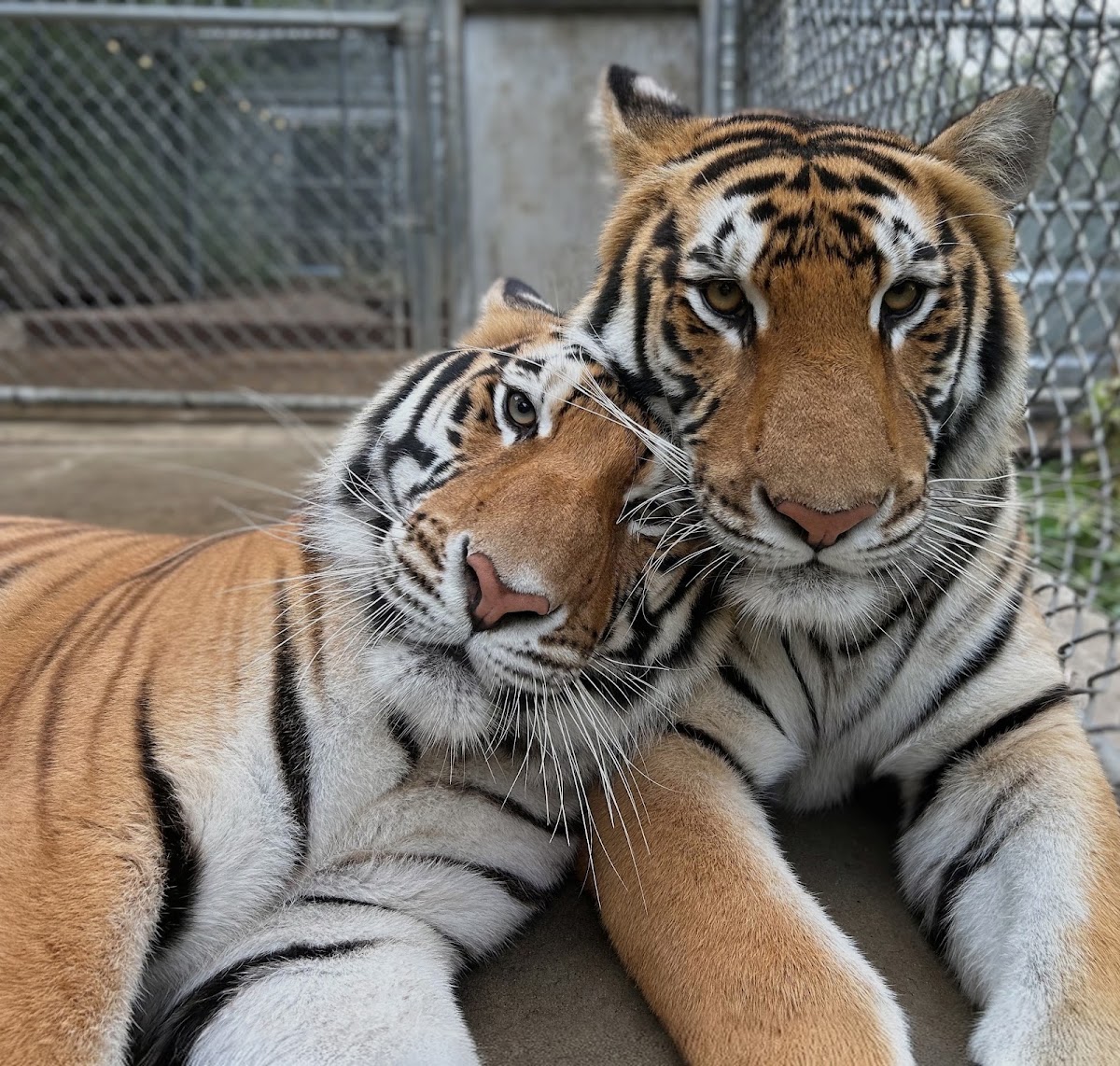 Wilderness Trails Zoo